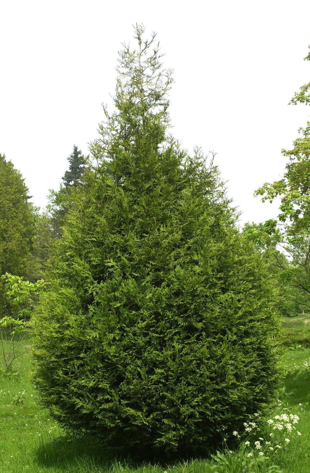 Thuja plicata 'Atrovirens'